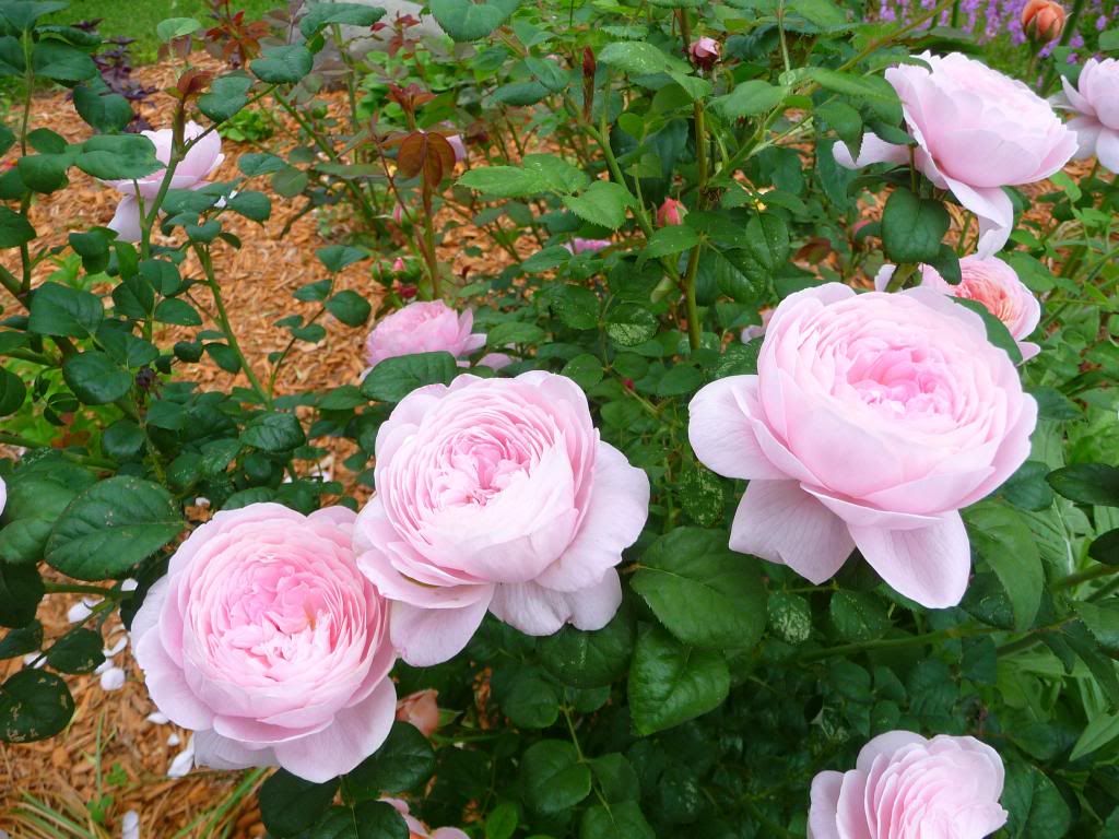 Queen of Sweden photo QOS_13_zpsa8033738.jpg